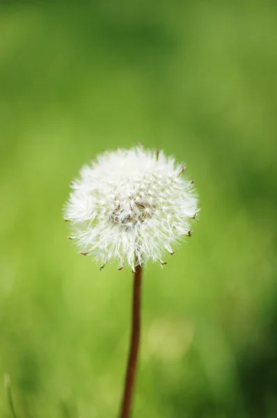 Dandelion against green background in bright summer day — Stock Photo, Image