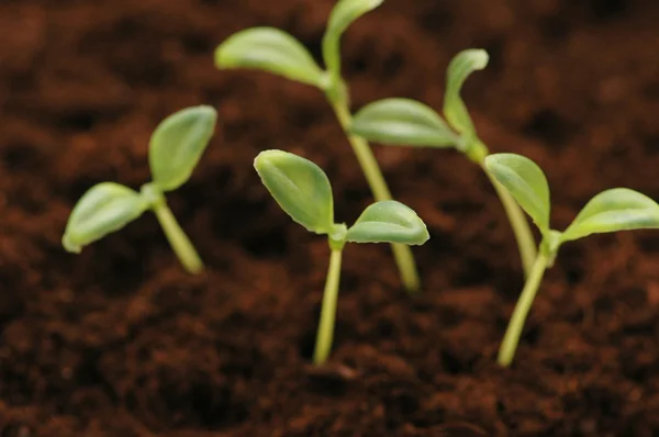 Nowa koncepcja życia - sadzonki rosnące w glebie — Zdjęcie stockowe