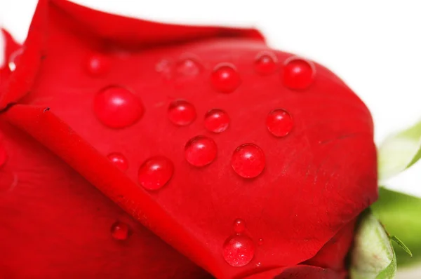 Water drops on the rose petals — Stock Photo, Image