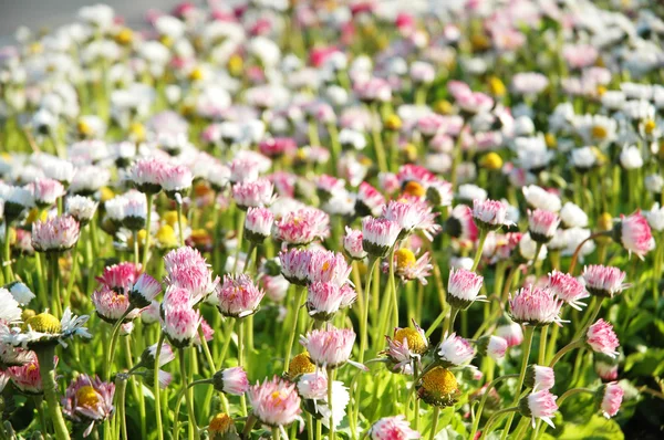 Πεδίο λουλούδια σε μια φωτεινή καλοκαιρινή μέρα — Φωτογραφία Αρχείου