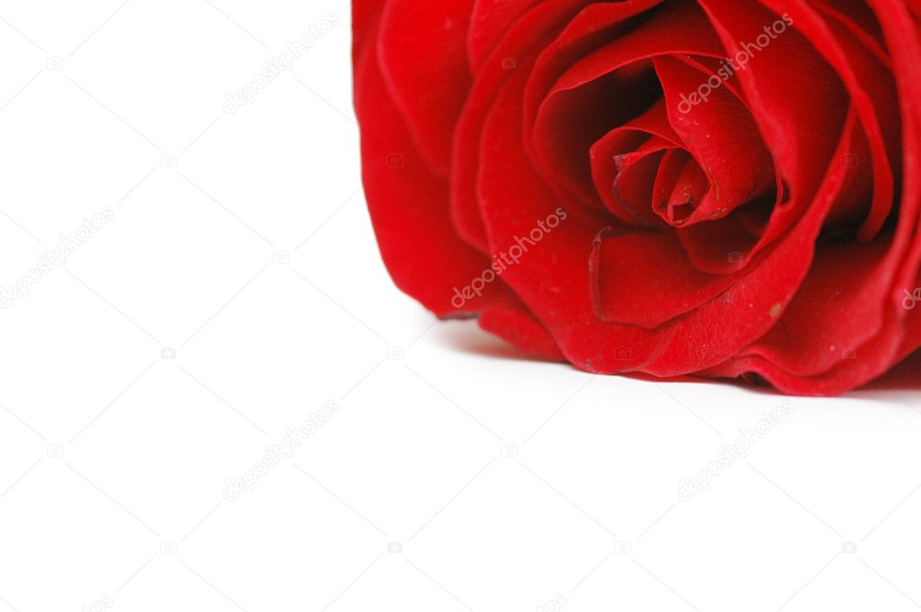 Red rose isolated on the white background