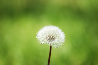 Dandelion against green background in bright summer day clipart