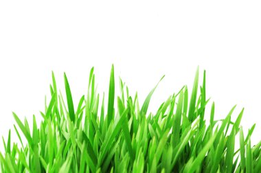 izole beyaz zemin üzerine yeşil çimen