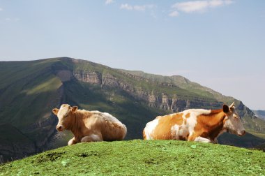 remolque vacas en la cima de la colina en verano