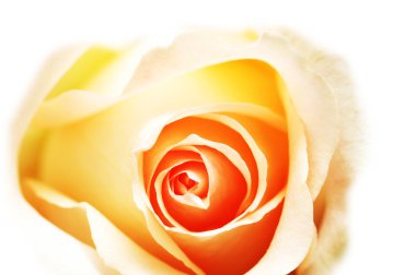 Pink rose isolated on the white background clipart