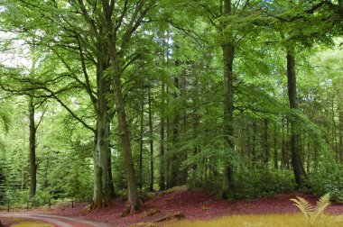 Yeşil orman ve yol Highlands, İskoçya