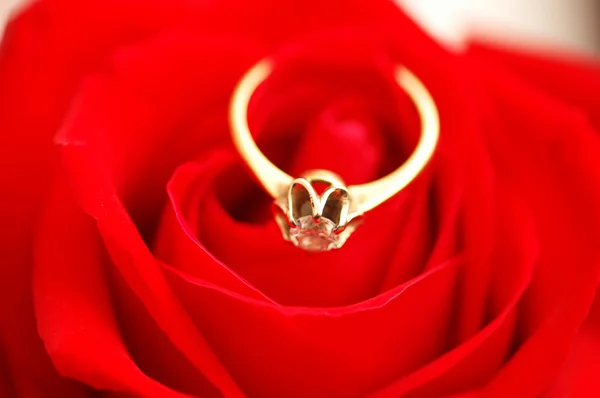 Gold ring with diamond on red rose — Stock Photo, Image