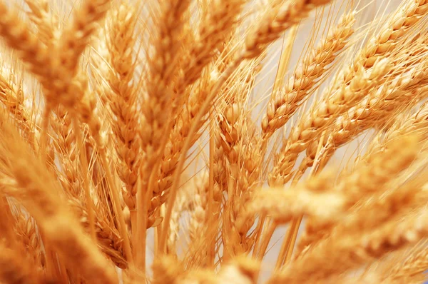 Закрытие колосьев пшеницы - мелкая глубина резкости — стоковое фото