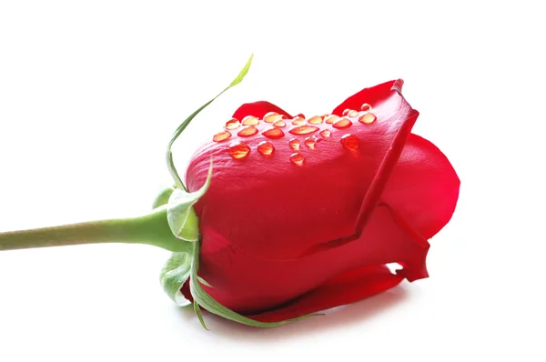 Zblízka červená růže s kapkami vody — Stock fotografie