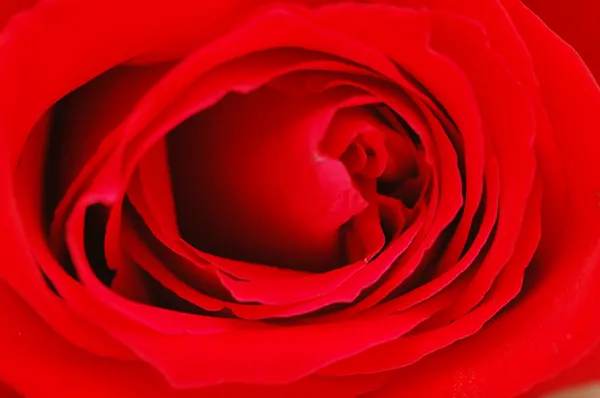 Bud af en rød rose - lavvandet dybde af feltet - Stock-foto