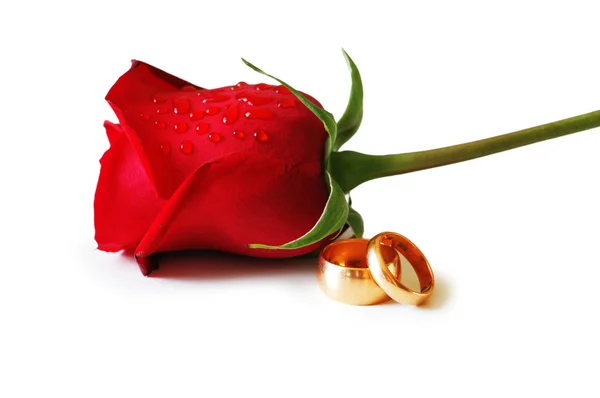 Dvě zlaté snubní prsteny a červené růže — Stock fotografie