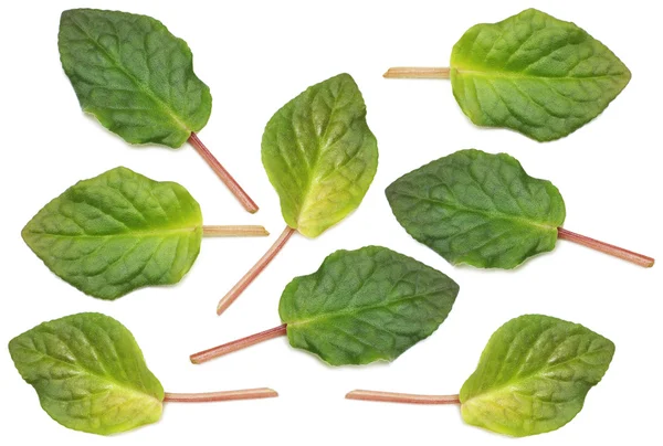 Auswahl verschiedener grüner Blätter isoliert auf weißem Grund — Stockfoto