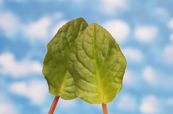 Two green leaves isolated on the white — Stock Photo, Image