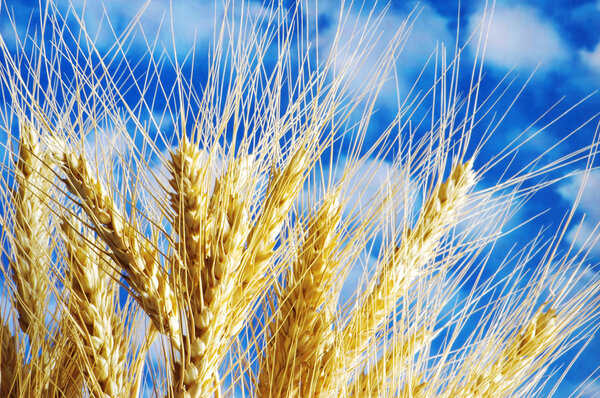 Wheat ears against the blue cloudy sky