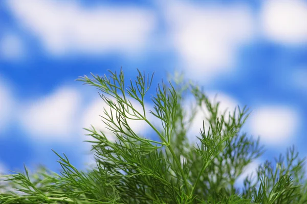 Hierba verde contra el cielo azul brillante — Foto de Stock