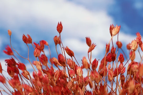Czerwone suche kwiaty przeciw błękitne niebo pochmurne — Zdjęcie stockowe