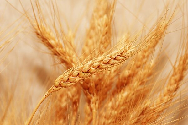 Golden wheat ears with shallow depth of field