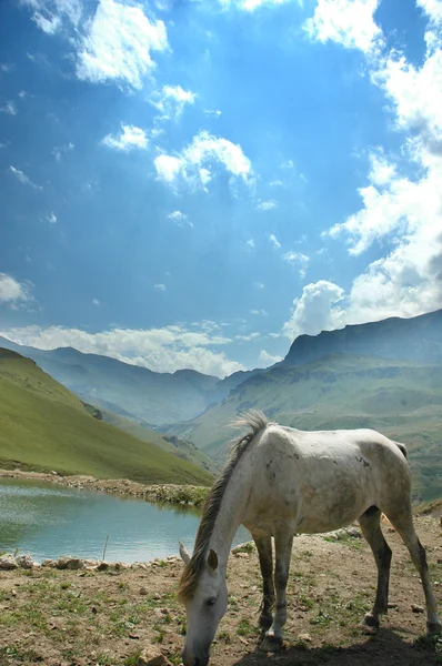 Caballo gris cerca del pequeño lago en el verano —  Fotos de Stock
