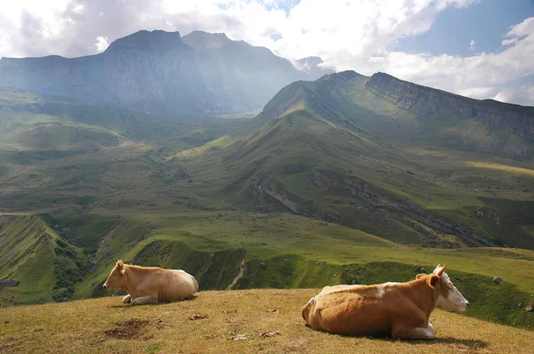 Deux vaches au sommet de la colline en été — Photo