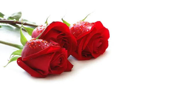 Drie rode rozen met waterdruppels op wit wordt geïsoleerd — Stockfoto