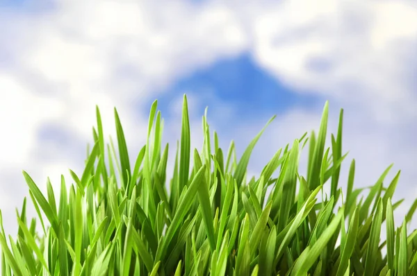针对明亮的蓝天绿草 — 图库照片