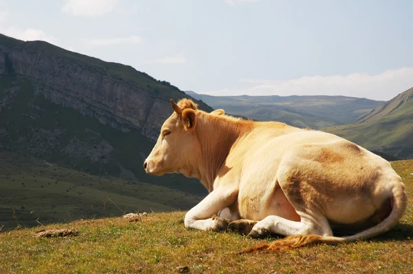 Vaca no topo da colina no verão — Fotografia de Stock