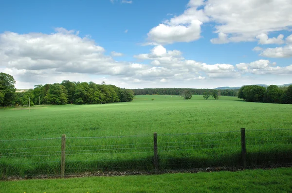 Paysage avec herbe verte et ciel nuageux bleu — Photo
