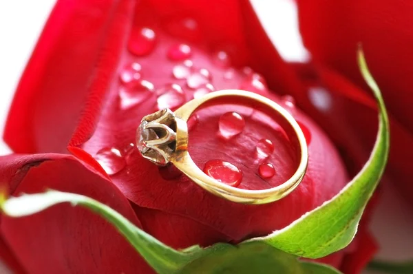 Anillo de boda con brillante en la rosa roja — Foto de Stock