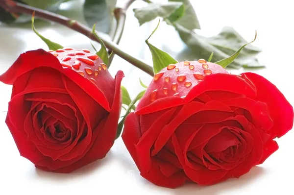 Dvě růže s kapkami vody, izolované na bílém — Stock fotografie