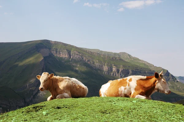 Tow cows at the top of hill in summer — Stock Photo, Image