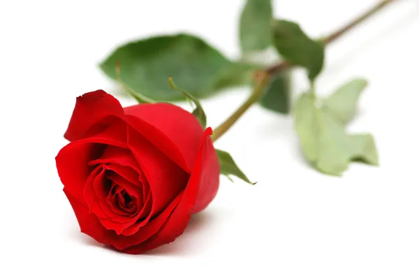Piros rózsa elszigetelt fehér háttér — Stock Fotó
