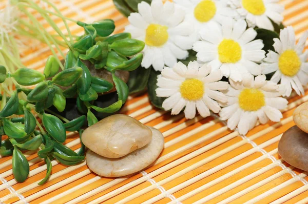 Camomiles, herbs and stones for spa session — Stock Photo, Image