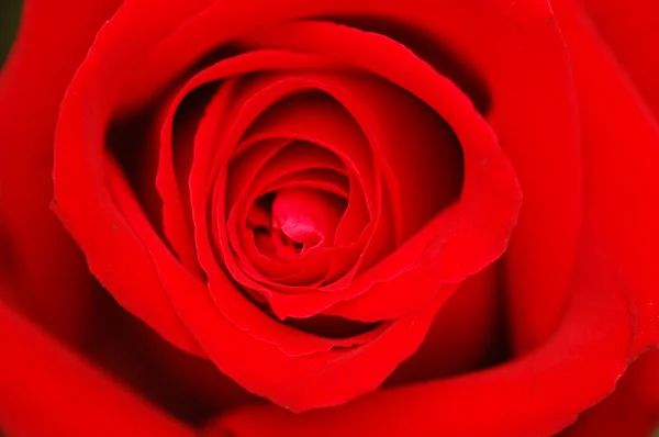 赤いローズ - フィールドの浅い深さの芽 — ストック写真