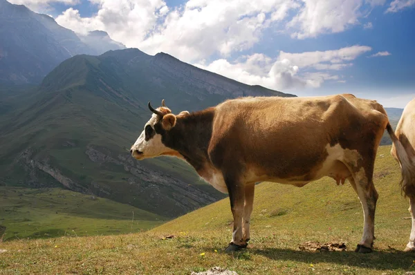 Καφετιά αγελάδα στα βουνά κατά τη διάρκεια του καλοκαιριού — Φωτογραφία Αρχείου