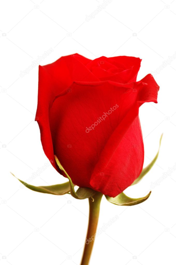 Close up of the red rose isolated on white