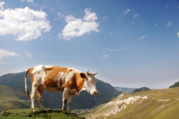Brown cow in the mountains during summer — Stock Photo, Image