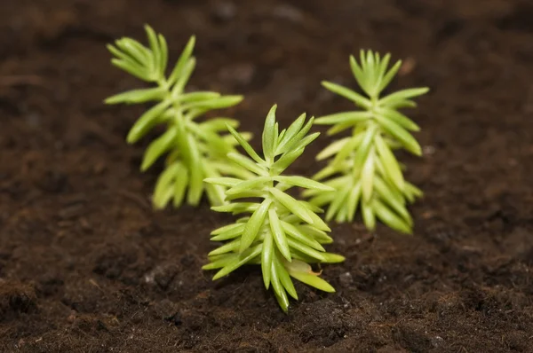 Novo conceito de vida - mudas crescendo no solo — Fotografia de Stock