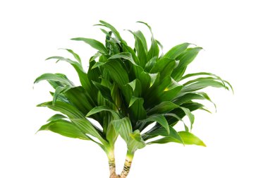 Dracaena plant isolated on the white background clipart