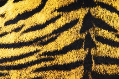 Imitation of tiger leather as a background clipart