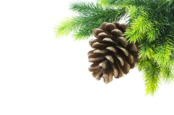 Cone és karácsonyfa elszigetelt fehér — Stock Fotó