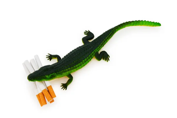Crocodilo com cigarros isolados em branco — Fotografia de Stock