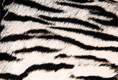 Imitation of tiger leather as a background clipart