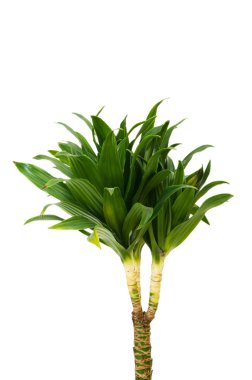 Dracaena plant isolated on the white background clipart