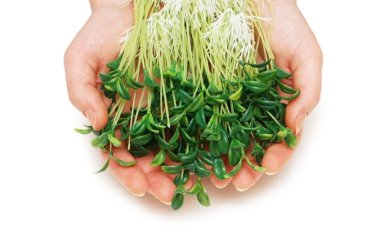 Two hands holding herbs isolated on white clipart