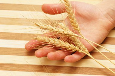 Hand holding wheat ears on a wooden board clipart