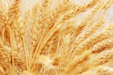 Wheat ears isolated on the white background clipart