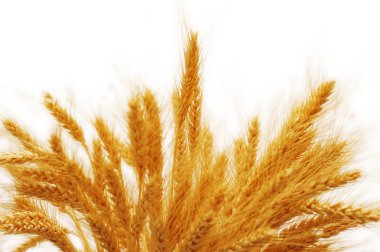 Wheat ears isolated on the white background clipart