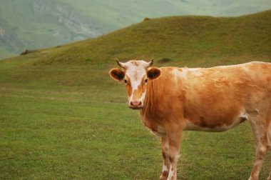 Cow grazing at the field clipart