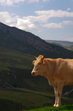 Dağlarda otlayan inek.