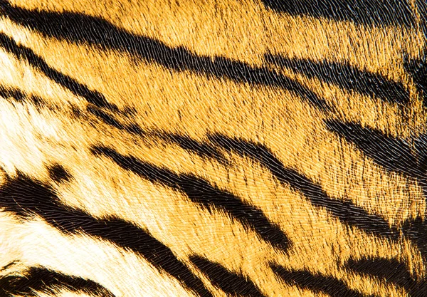 Imitación de cuero de tigre como fondo —  Fotos de Stock